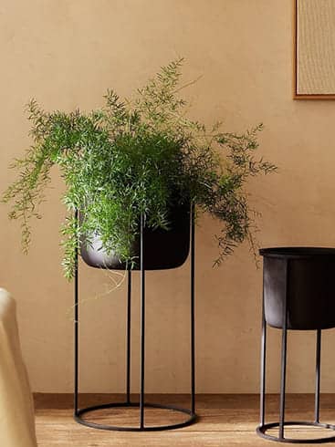 گیاهان آوندی